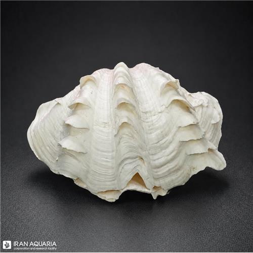 صدف دو کفه ای (Shell)