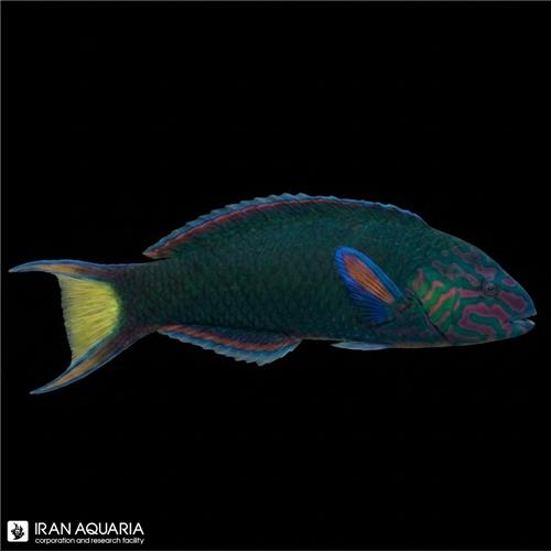 راس سبز (Moon wrasse)
