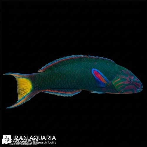 راس سبز (Moon wrasse)