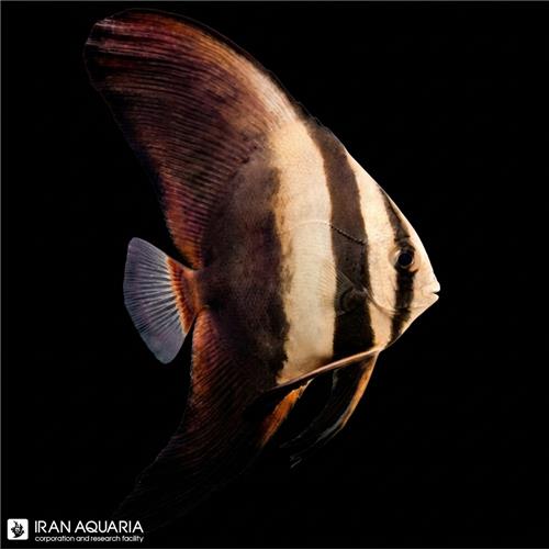 خفاش ماهی راندفیس (Roundface Batfish)