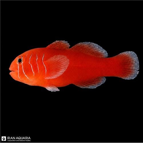 گوبیدون قرمز (red coral Goby)