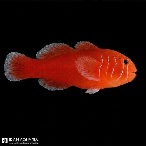 گوبیدون قرمز (red coral Goby)
