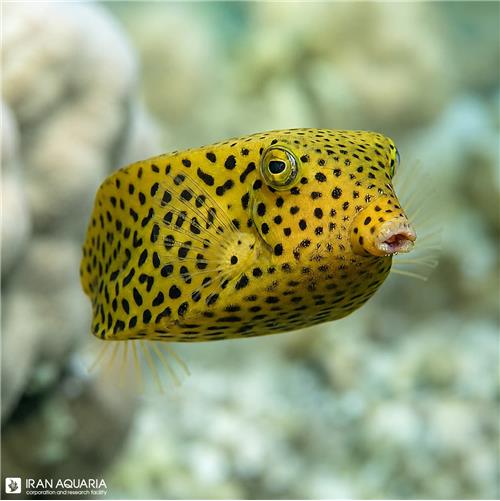 جعبه ماهی مشکی (Black Boxfish)