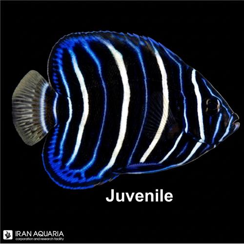 فرشته ماهی گلد تیل نابالغ (Goldtail Angelfish)