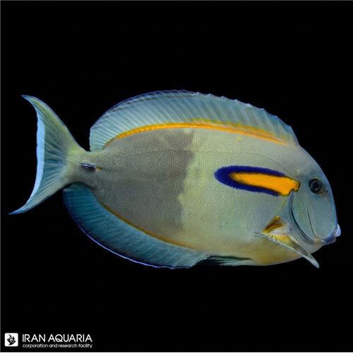 جراح ماهی اورنج شولدر  (Orange Shoulder Tang)