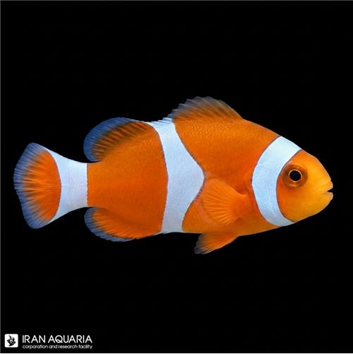 دلقک ماهی پرکولا تکثیری (Percula Clownfish)
