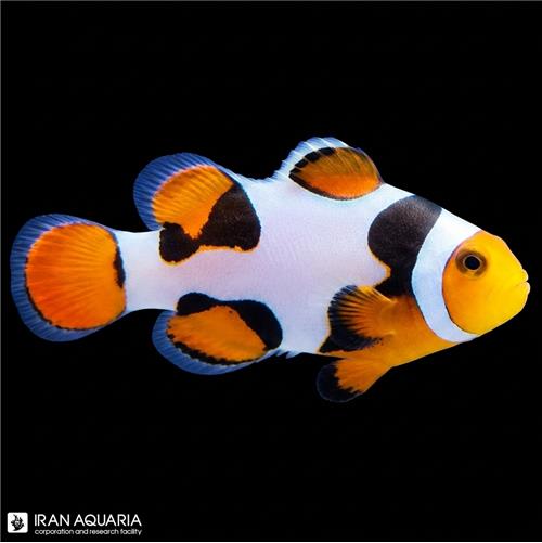 دلقک ماهی بلک پرکولا پیکاسو تکثیری  (Black Percula Picasso Clownfish)