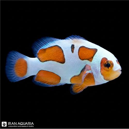 دلقک ماهی اورنج استورم تکثیری (Orange Storm Clownfish)