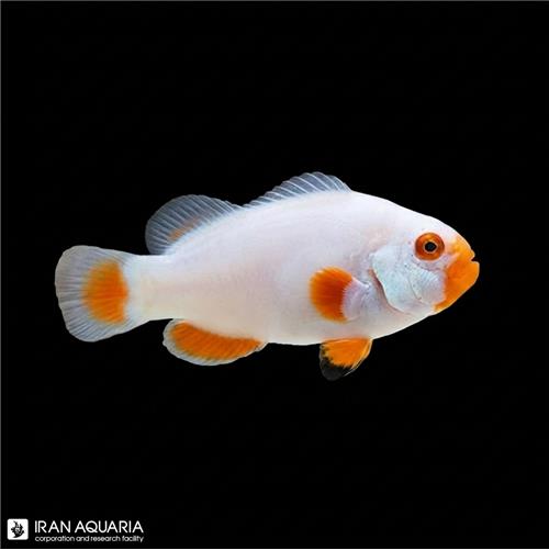 دلقک ماهی پلاتینیوم تکثیری (Platinum Clownfish)