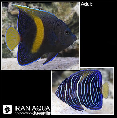 فرشته ماهی خجالتی (Yellowbar angelfish)
