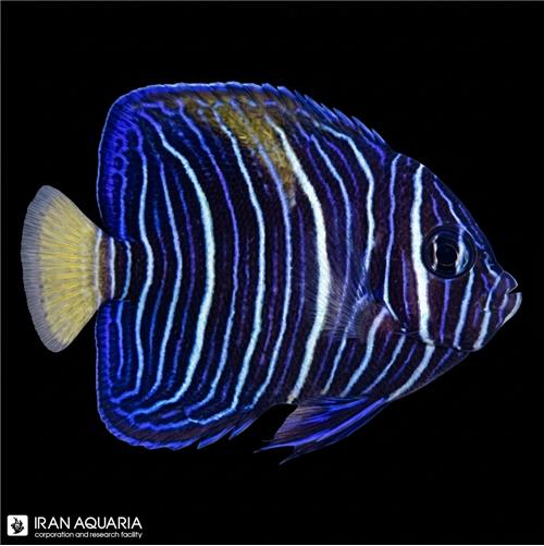 فرشته ماهی خجالتی نابالغ (Yellowbar angelfish)