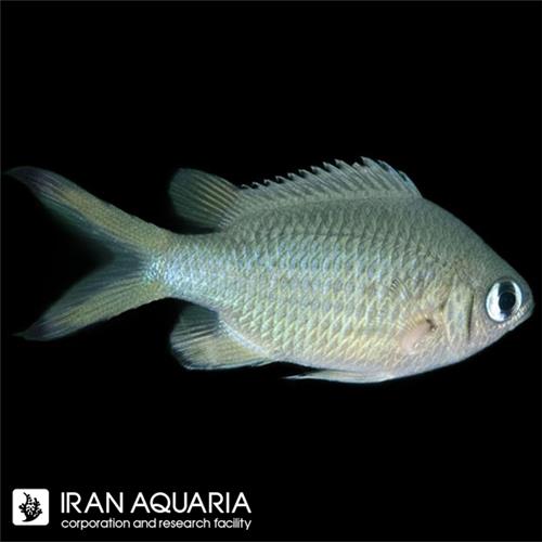 کرومیس وبرس (Webers Chromis)