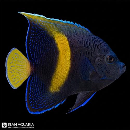 فرشته ماهی خجالتی بالغ (Yellowbar angelfish)