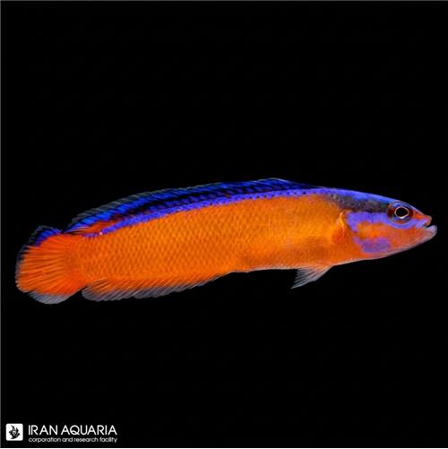 داتی بک نئون (Neon Dottyback)