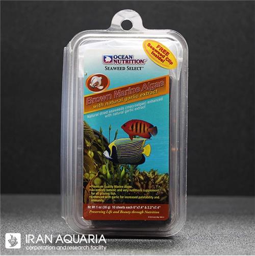 Brown Marine Algea