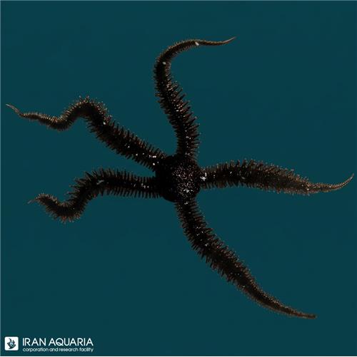 ستاره دریایی شکستنی (Brittle Star)‍