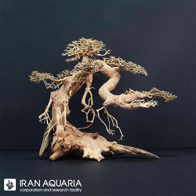 چوب بنسای (bonsai)