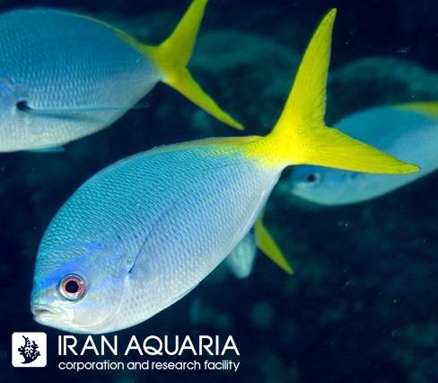 فاسیلیر آبی زرد ( Blue and Yellow Fusiler )