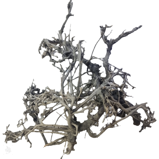 پیکاک وود (Peacock Wood)