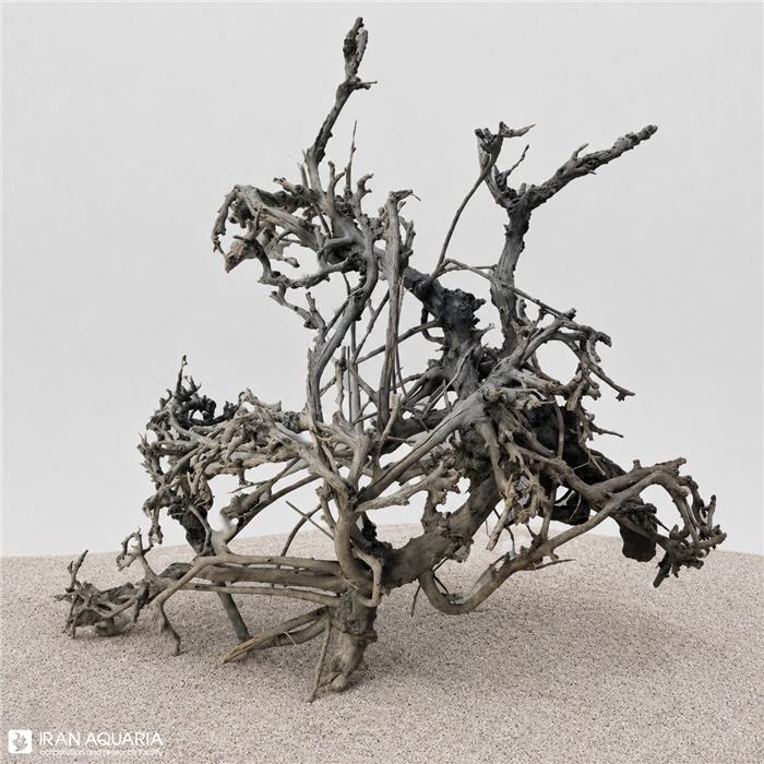 پیکاک وود (Peacock Wood)