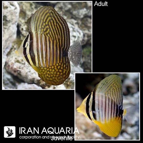 جراح دسجاردینی (Desjardini Sailfin Tang)