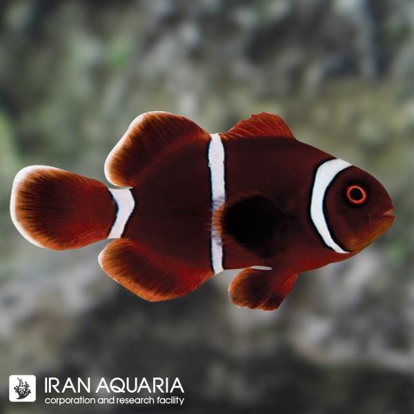 دلقک ماهی مارون (Maroon Clownfish) 