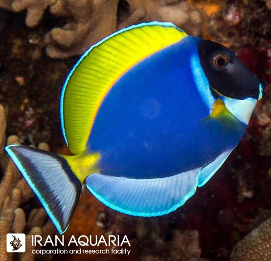 جراح ماهی پادربلو (Powder Blue Tang)