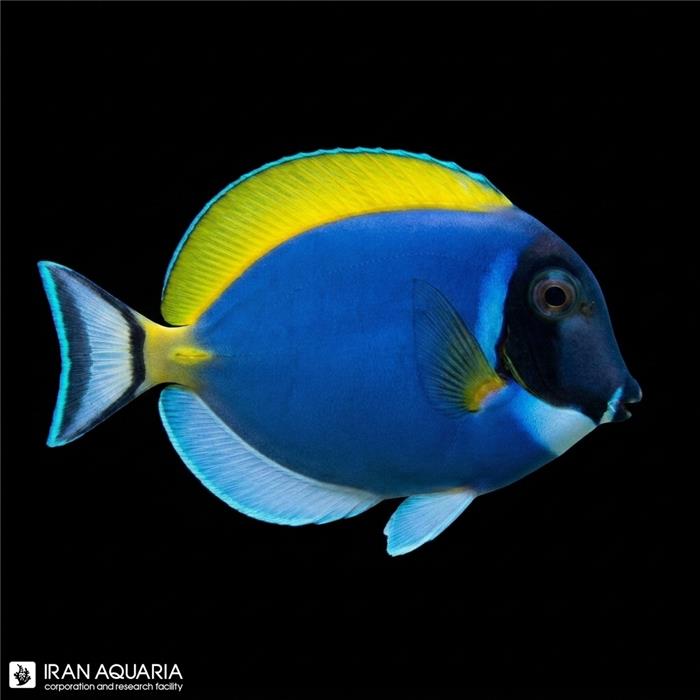 جراح ماهی پادربلو (Powder Blue Tang)