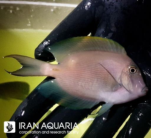 جراح ماهی صورت خالدار (Spotted Face Surgonfish) 