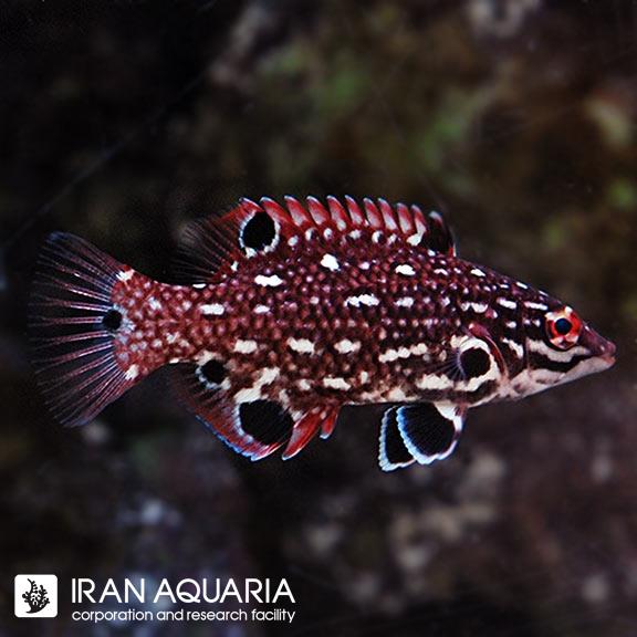 هاگ جواهری (Diana Hogfish)