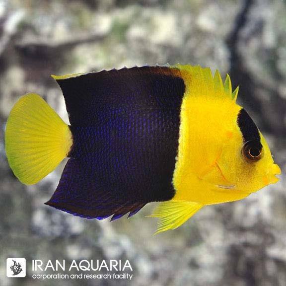 فرشته ماهی بایکالر (Bicolor Angelfish) 