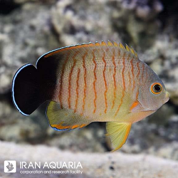 فرشته ماهی ایبیلی (Red Stripe Angelfish) 