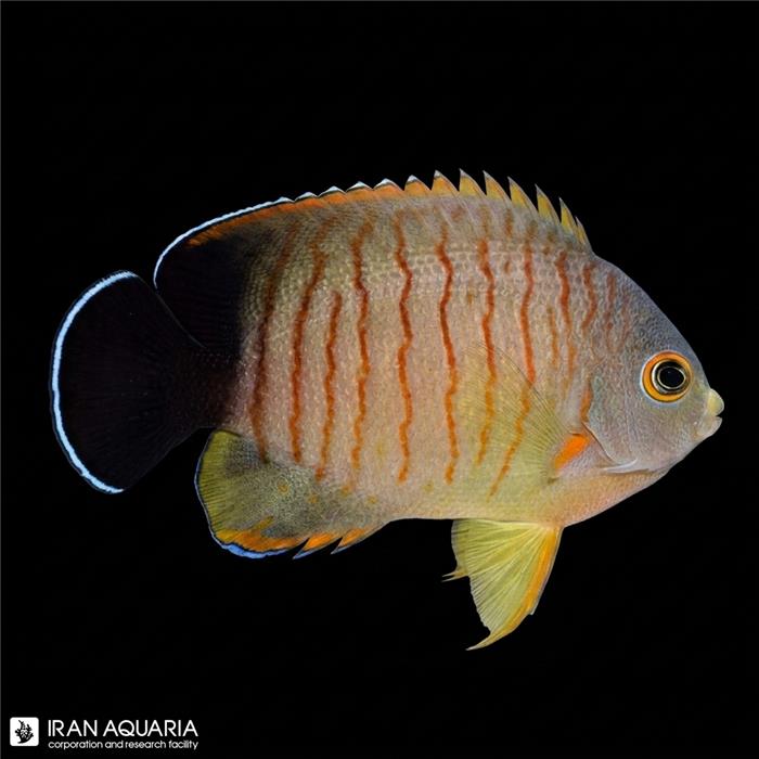 فرشته ماهی ایبیلی (Red Stripe Angelfish) 