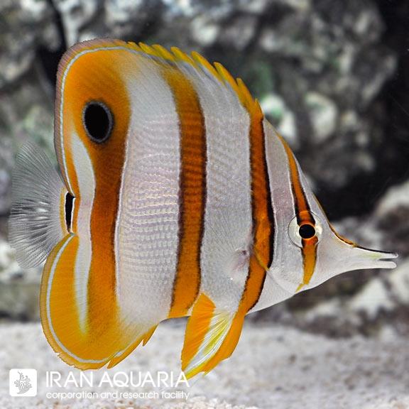 پروانه ماهی نوار مسی (Copperbanded Butterflyfish) 