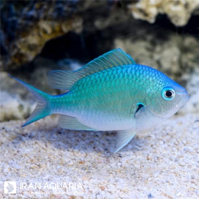 کرومیس سبز آبی (Blue-Green Chromis) 