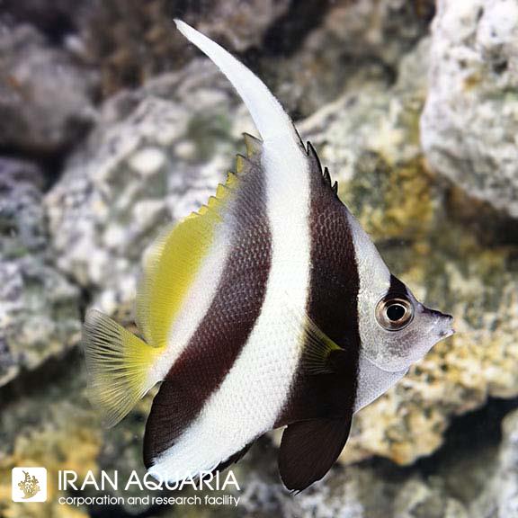 پروانه ماهی آنتن دار (Black and White Bannerfish)