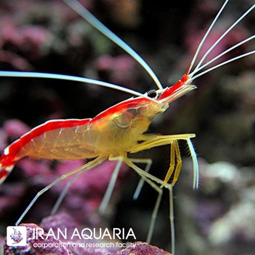 میگو کلینر (Cleaner Shrimp) 
