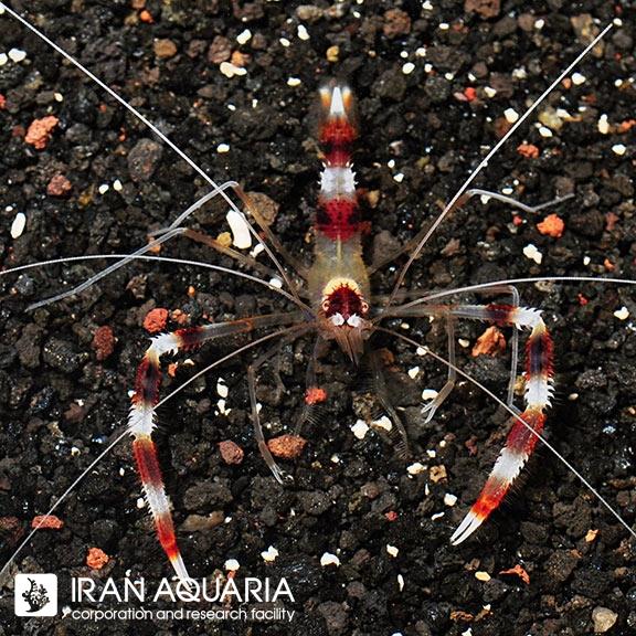 میگو باکسر ( Banded Coral Shrimp ) 