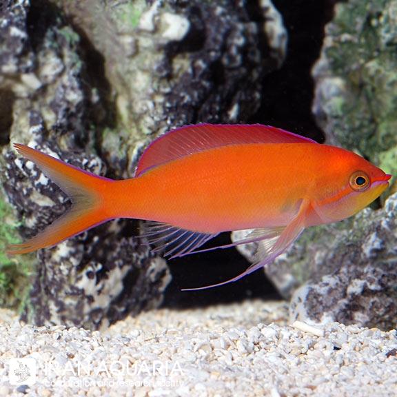 آنتیاس دیسپار (Dispar Anthias)