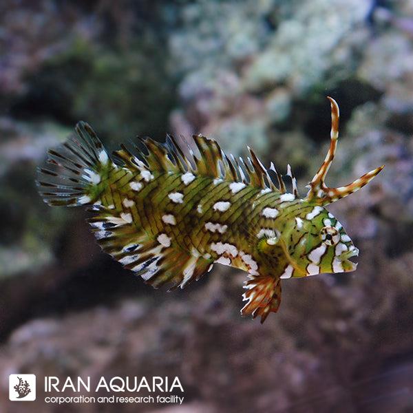 راس دراگون (Dragon Wrasse)