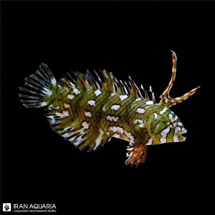 راس دراگون (Dragon Wrasse)