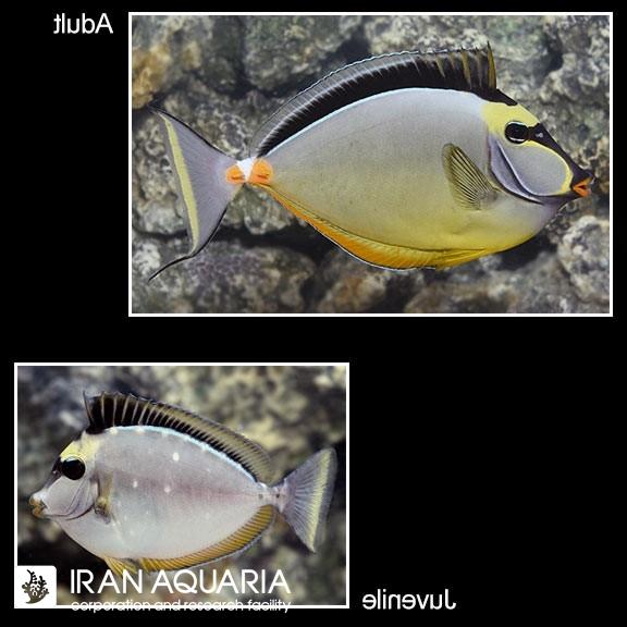 جراح ناسو (Naso Tang)  