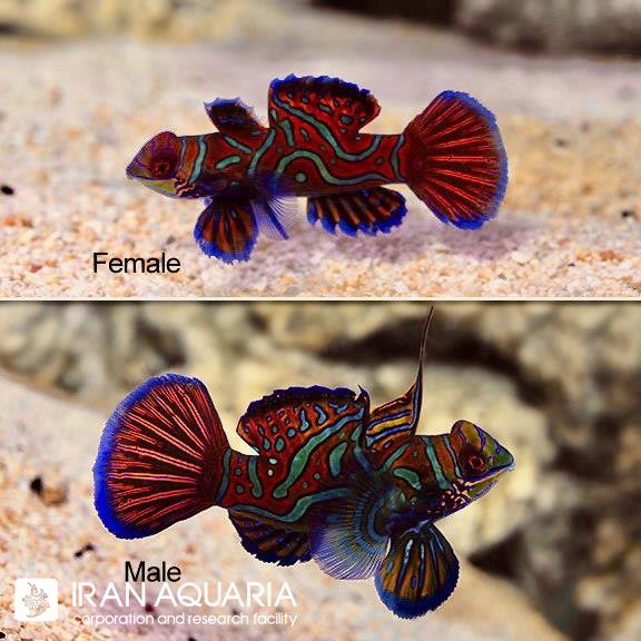 ماندارین سبز فیلیپینی (Green Mandarin) 