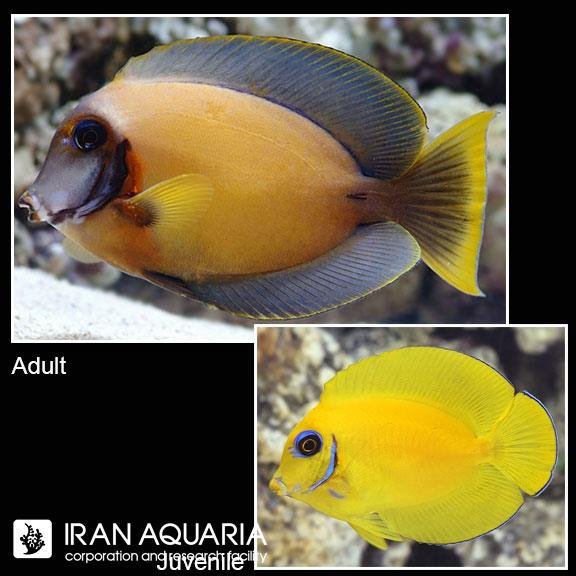 جراح میمیک (Mimic Lemon Peel Tang)