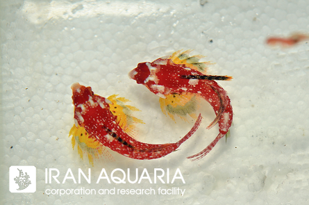 دراگونت قرمز  (Red Dragonet) 