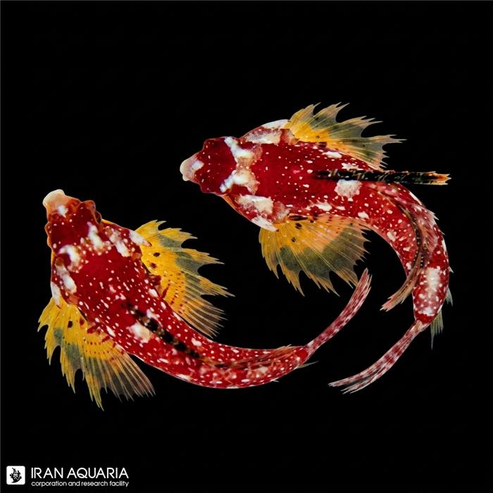 دراگونت قرمز  (Red Dragonet) 