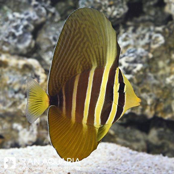 جراح ماهی بادبانی  (Sailfin Tang) 