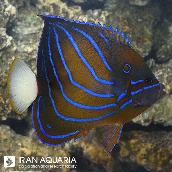 فرشته ماهی بلو رینگ (Blue Ring Angelfish) 