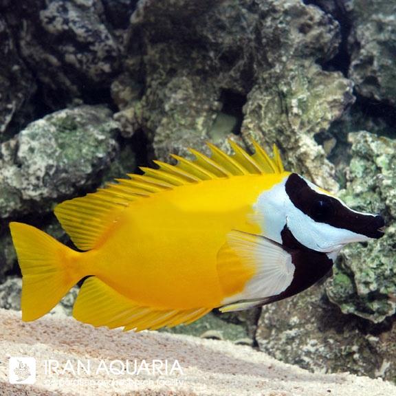 صورت روباهی زرد (Foxface Lo) 