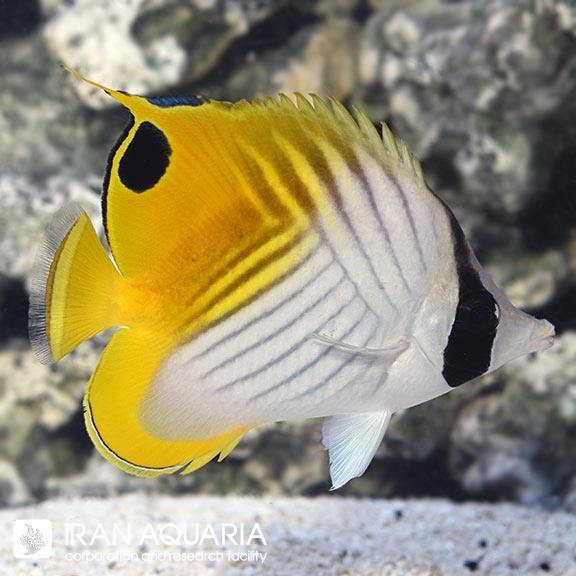 پروانه ماهی اوریگا  (Auriga Butterflyfish)